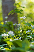  Wild garlic flowers in the spring forest, Bavaria, Germany 