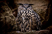  An eagle owl in the Bavarian Forest National Park, Bavaria, Germany 