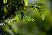 Frische Fichtentriebe im Wald im Sommer, Bayern, Deutschland