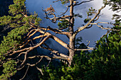  Old mountain pine high above the valley, Kochel am See, Upper Bavaria, Bavaria, Germany 