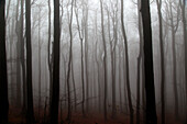 Beech woodland obscured by low cloud fog, Shipka Pass, Bulgaria, eastern Europe