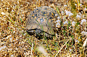 Griechische Landschildkröte (Testudo hermanni) in der Natur bei Asomati auf der Insel Kos in Griechenland