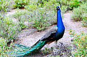 männlicher Pfau im Wald des Plaka Forest bei Antimachia auf der Insel Kos in Griechenland