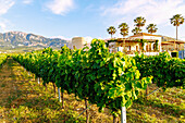  Hatziemmanouil Vineyards near Zipari on the island of Kos in Greece 