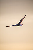  Seagull over the Baltic Sea, Ahrenshoop, Wustrow, Baltic Sea, Fischland, Darß, Zingst, Vorpommern-Rügen district, Mecklenburg-Western Pomerania, region  