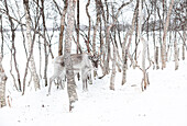  Reindeer in winter between tree trunks. 