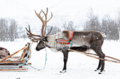  Reindeer with sleigh in snowstorm 