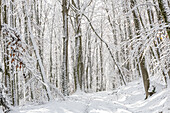 Winterwald, verschneite Baumstämme und Weg. (Jura, Aargau, Schweiz).