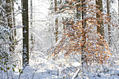  Winter forest in backlight. (Jura, Aargau, Switzerland). 