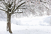 Winterliche Landschaft mit Sommerlinde (Tilia platyphyllos) im Jura, Kanton Aargau, Schweiz