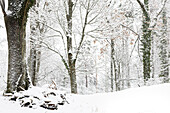 Winterwald, verschneite Bäume. (Jura, Aargau, Schweiz).