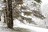 Wald-Föhre (Pinus sylvestris) im Winter (Jura, Aargau, Schweiz).