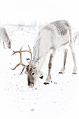 Rentier im Winter auf Rentierfarm