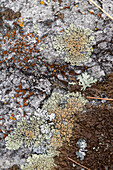  Lichens in different colors on a rock 