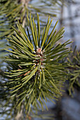 Zweig der Berg-Föhre (Pinus mugo)