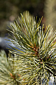  Branch of the Swiss stone pine (Primus cembra) 