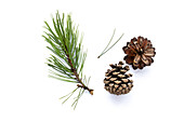  Needles and cones of the mountain pine (Pinus mugo) on a white background. 