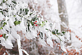  Holly (Ilex aquifolium) with hoarfrost 