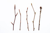 Knospen von Gehölzen im Winter auf weissem Untergrund. Von links nach rechts Rot-Buche, Fagus sylvatica, Kupfer-Felsenbirne, Amelanchier lamarckii, Hainbuche, Carpinus betulus, Haselnuss, Corylus avellana, Stiel-Eiche, Quercus robur