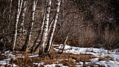 Weisse Birkenstämme (Betula pendula) im Winter mit Schnee