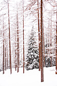  Winter forest with larch (Larix decidua) and Norway spruce (Picea abies) 