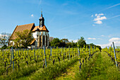  Pilgrimage Church of Maria im Weingarten, Volkach, Mainfranken, Lower Franconia, Franconia, Bavaria, Germany 