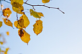 The Netherlands, Autumn, Leaves, Fall, Golden leaves