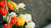 The Netherlands, Autumn colour flowers, Orange, Yellow