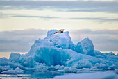  Eisbär (Ursus maritimus) auf Eisberg, Scoresbysund, Grönland 