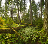 Douglasie (Pseudotsuga menziesii) und Riesenlebensbaum (Thuja plicata) und Moose im Regenwald, McMillan Provincial Park, Vancouver Island, British Columbia, Kanada