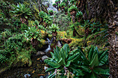  Regenwald, Ruwenzori-Gebirge, Uganda 