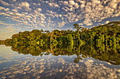  Regenwald entlang des Sandoval-Sees, Tambopata-Nationalreservat, Peru 