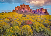  Kalifornischer Brittlebush (Encelia californica) blüht, Superstition Mountains, Lost Dutchman State Park, Arizona 