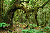 Makaronesischer Lorbeer (Laurus azorica), Wald im Nationalpark Garajonay, Kanarische Inseln, Spanien