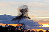 Schwarm, Vogelschwarm, Stare, Star (Sturnus Vulgaris) bei Sonnenuntergang, Gretna Green, Dumfries, Schottland