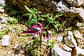  flowering common dragonwort (Dracunculus vulgaris, Arum drancunculus, snakewort) on the island of Kos in Greece 