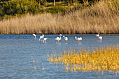  Flamingos in the Psalidi Wetland Nature Reserve on the island of Kos in Greece 