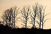  Cormorant trees, Ahrenshoop, Darß, Fischland, Baltic Sea, Mecklenburg-Western Pomerania, Germany, Europe 