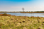  Natürliche Landschaft der Insel Tiengemeten, Niederlande, Europa. 