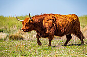 Highland cattle grazing on island Tiengemeten, The Netherlands, Europe.