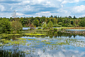 Natural landscape with geese at the Mastbos, a small forest located on the edge of Breda, the Netherlands.