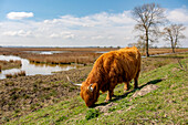 Hochlandrinder grasen auf der Insel Tiengemeten, Niederlande, Europa.