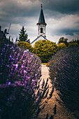  Lavender, Levendárium dörgicsei Levendula major, Balaton, Hungary, Europe 