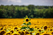  Sunflowers. Sunflower field, Lake Balaton, Hungary, Europe 