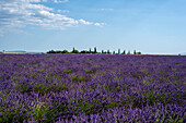 Lavendelfeld auf dem Hochplateau bei Valensole, Alpes-de-Haute-Provence, Frankreich