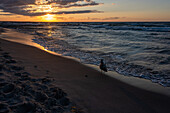 Möwe läuft zum Sonnenuntergang am Strand entlang, Ostseebad Zingst, Mecklenburg-Vorpommern, Deutschland