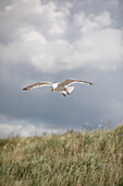  Seagull on the Baltic Sea beach, Ahrenshoop, Baltic Sea, Fischland, Darß, Zingst, Vorpommern-Rügen district, Mecklenburg-Vorpommern, Western Pomerania region, Germany, Europe 