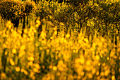  Flowering broom bushes in the Marche, Italy 