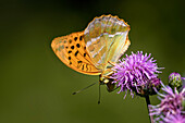  Butterfly, Emperor Moth on a spear thistle, Bavaria, Germany 