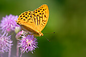  Butterfly, Emperor Moth on a spear thistle, Bavaria, Germany 